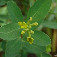 Wikstroemia indica (L.) C.A.Mey.